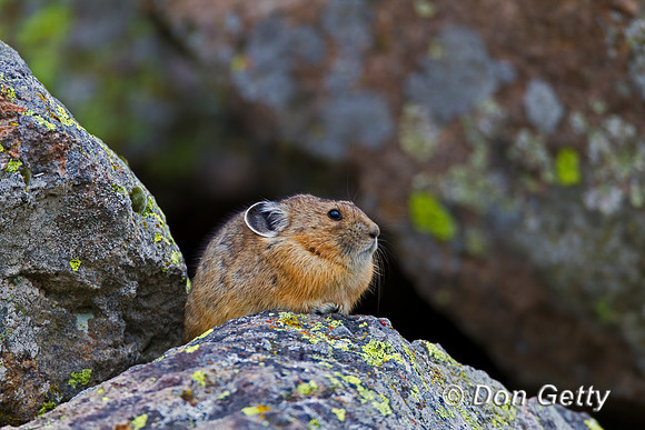 Pika