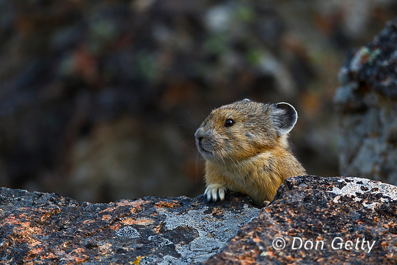 Pika