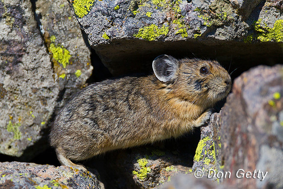 Pika