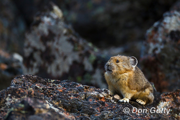 Pika