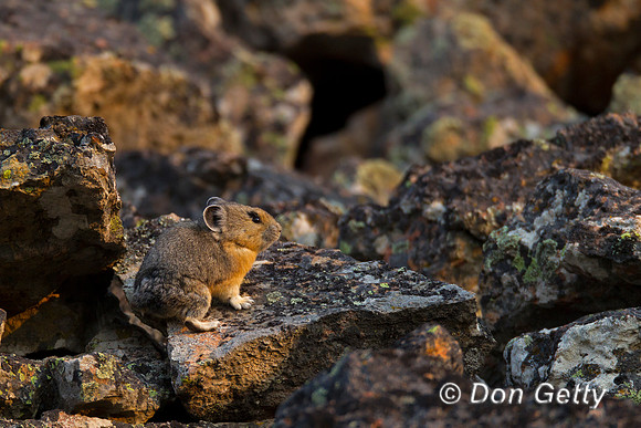 Pika