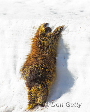 Porcupine