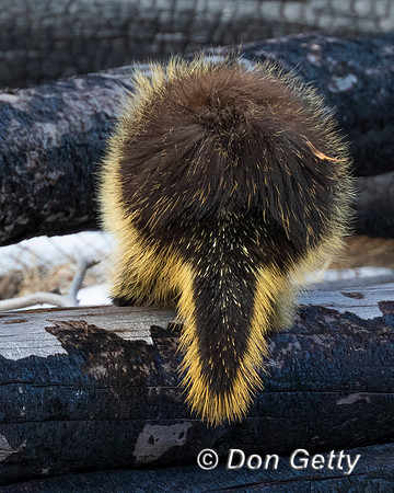 Porcupine