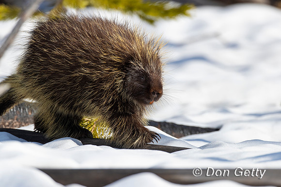 Porcupine