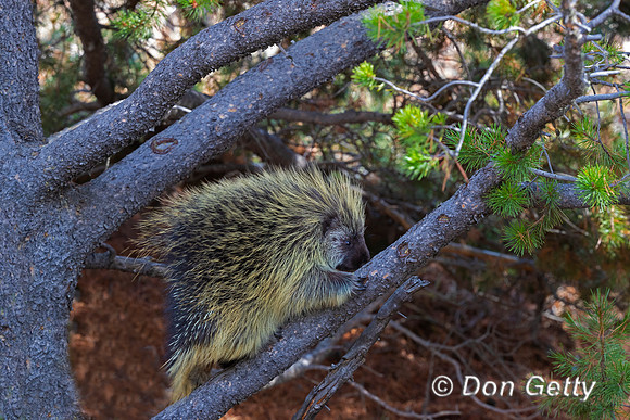 Porcupine