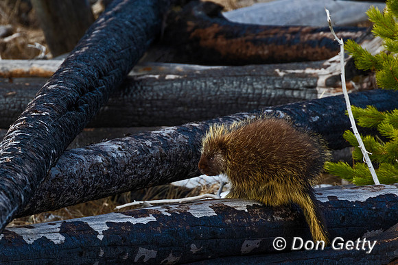 Porcupine