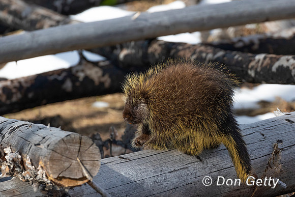 Porcupine