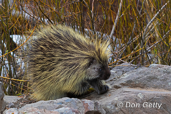 Porcupine