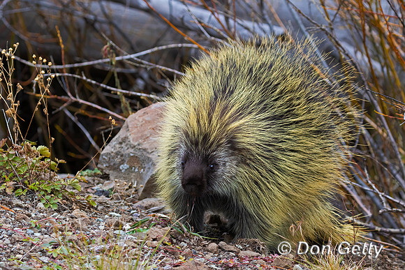 Porcupine
