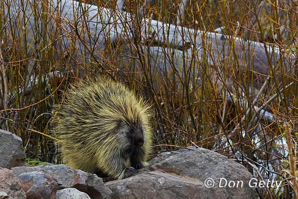 Porcupine