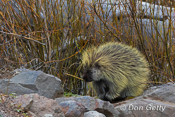 Porcupine