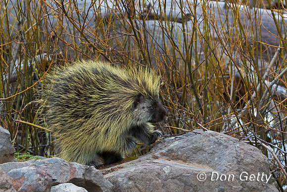Porcupine