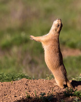 Black-tailed Prairie Dog
