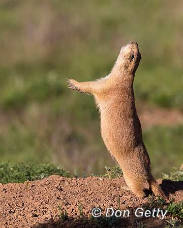Black-tailed Prairie Dog
