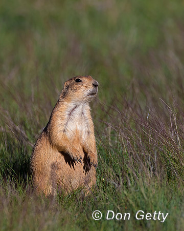 Black-tailed Prairie Dog