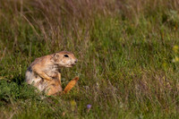 Black-tailed Prairie Dog