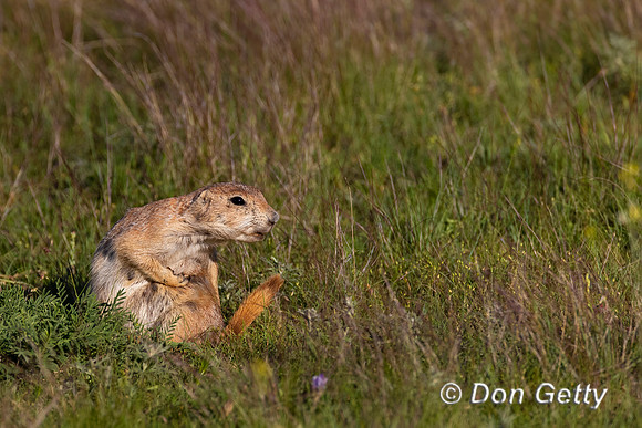 Black-tailed Prairie Dog