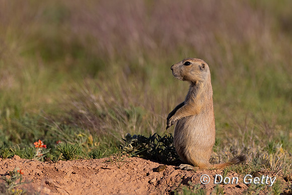 Black-tailed Prairie Dog