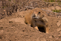 Prairie Dog