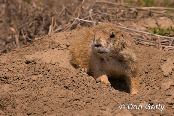Prairie Dog