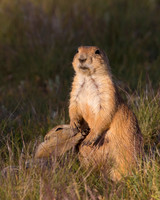 Prairie_Dog_A96I5537