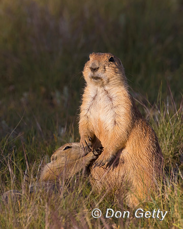 Prairie_Dog_A96I5537