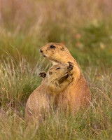 Prairie_Dog_A96I5565