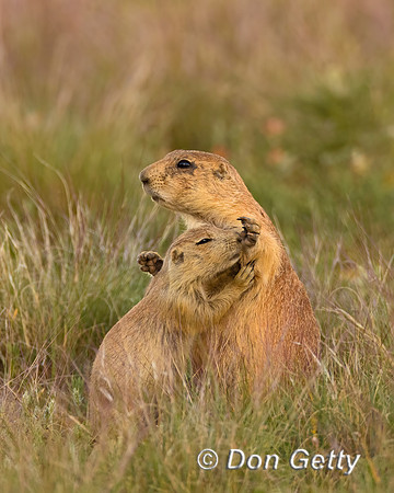 Prairie_Dog_A96I5565