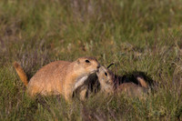 Prairie_Dog_A96I5520