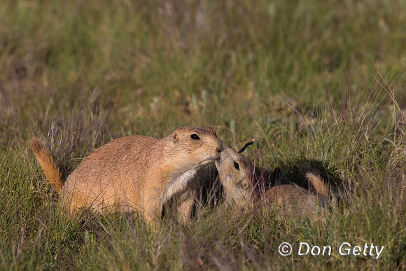 Prairie_Dog_A96I5520