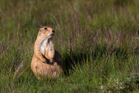 Prairie_Dog_A96I5443