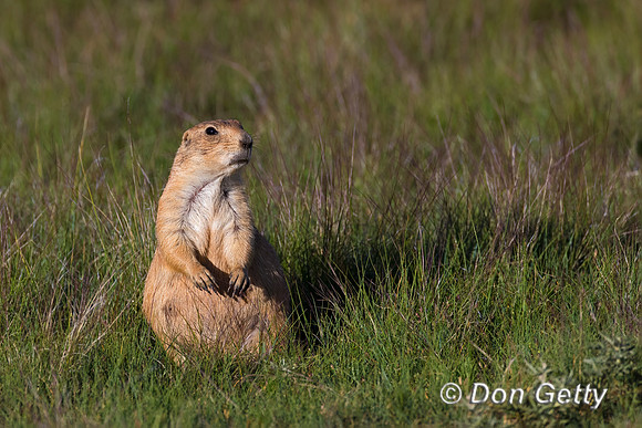 Prairie_Dog_A96I5443