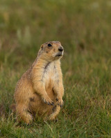 Prairie Dog
