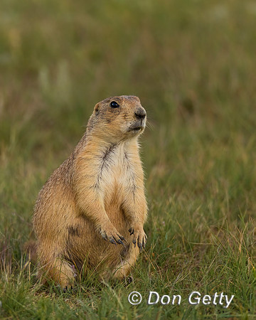 Prairie Dog