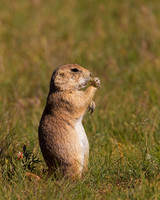 Prairie Dog