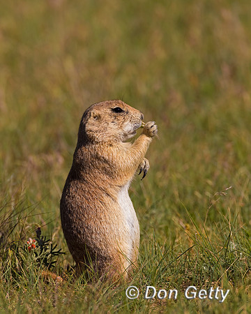 Prairie Dog