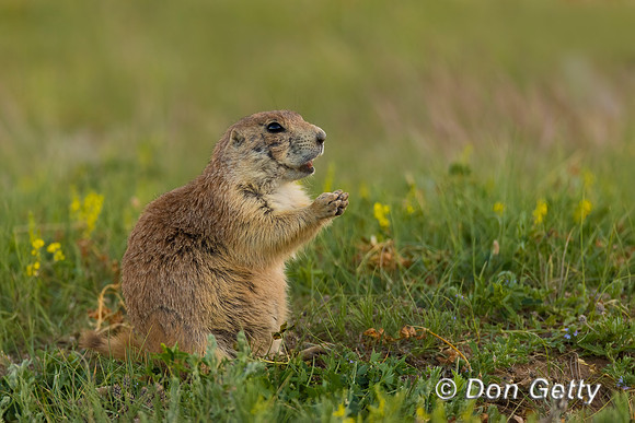 Prairie_Dog_A96I5619