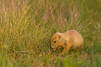 Prairie_Dog_A96I5608