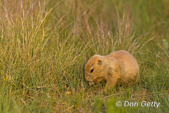 Prairie_Dog_A96I5608