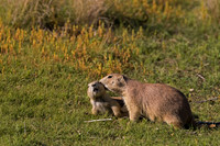 Prairie Dog