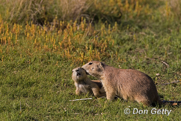 Prairie Dog