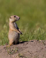 Prairie Dog