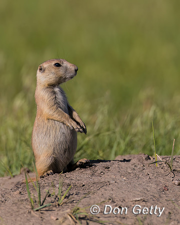 Prairie Dog