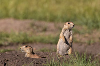 Prairie Dog