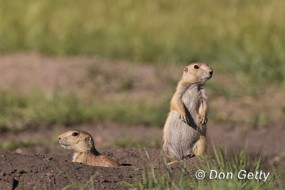 Prairie Dog