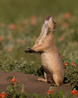 Prairie Dog