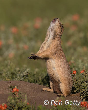Prairie Dog