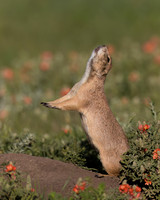 Prairie Dog