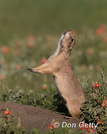 Prairie Dog