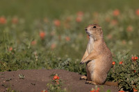 Prairie Dog